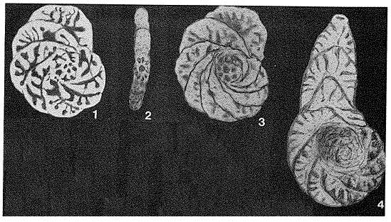 Image of Spiropsammia uhligi (Schubert 1902)