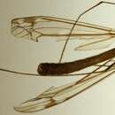 Image of Tipula (Savtshenkia) limbata Zetterstedt 1838