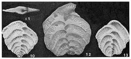 Image of Zotheculifida lirata (Cushman & Jarvis 1929)