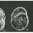 Image of Insculptarenula texana (Cushman & Waters 1927)