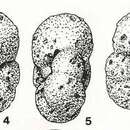 Image of Portatrochammina eltaninae Echols 1971