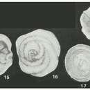 Image of Patellovalvulina patruliusi Neagu 1975