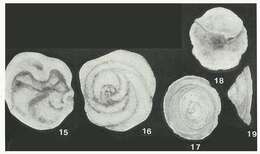 Слика од Patellovalvulina patruliusi Neagu 1975