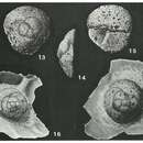 Image of Trochamminella siphonifera Cushman 1943