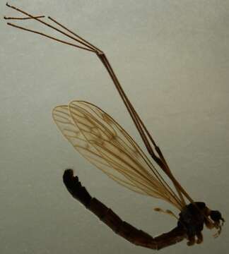 Image of Austrolimnophila (Archilimnophila) harperi (Alexander 1926)