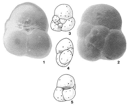 Image of Pseudotrochammina triloba Frerichs 1969