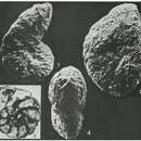 Image of Sepetibaella sepetibaensis Brönnimann & Dias-Brito 1982