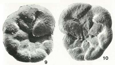 Image of Asteroparatrochammina Brönnimann & Zaninetti 1984