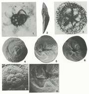 Image of Bruneica clypea Brönnimann, Keij & Zaninetti 1983