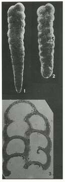Image of Prolixoplecta exilis (Cushman 1936)