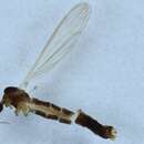 Image of Dicranomyia (Idiopyga) lulensis (Tjeder 1969)