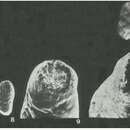 Image of Talimuella merosa Zeng & Li 1982