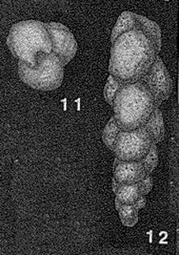 Слика од Verneuilinoides schizea (Cushman & Alexander 1930)