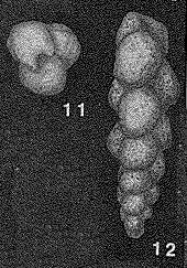 Слика од Verneuilinoides schizea (Cushman & Alexander 1930)