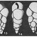 Image of Paleogaudryina magharaensis Said & Barakat 1958