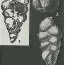 Image de Gaudryina rugosa d'Orbigny 1840