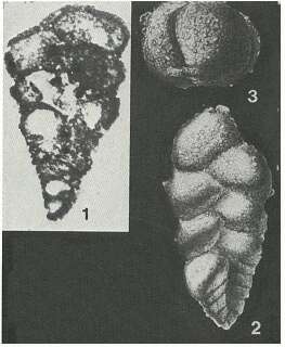 Gaudryina rugosa d'Orbigny 1840 resmi