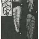 Image of Siphogaudryina stephensoni (Cushman 1928)