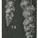 Image of Gaudryinella delrioensis Plummer 1931