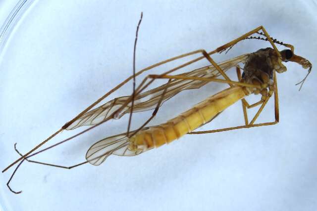 Image of Tipula (Vestiplex) montana verberneae Mannheims & Theowald 1959