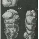 Image of Bermudezina cubensis (Palmer & Bermúdez 1936)