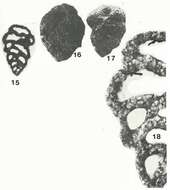 Image of Sabulina sabulosa (Chapman 1892)