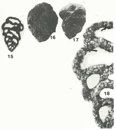 Слика од Sabulina sabulosa (Chapman 1892)