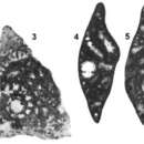 Image of Coxites zubairensis Smout 1956