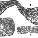 Cyclorbitopsella tibetica Cherchi, Schroeder & Zhang 1984 resmi