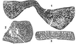 Image of Cyclorbitopsella tibetica Cherchi, Schroeder & Zhang 1984