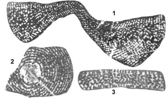 Слика од Cyclorbitopsella tibetica Cherchi, Schroeder & Zhang 1984