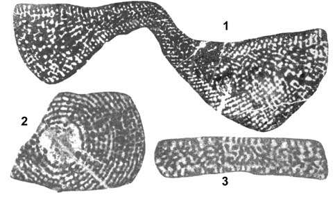 Image of Cyclorbitopsella tibetica Cherchi, Schroeder & Zhang 1984