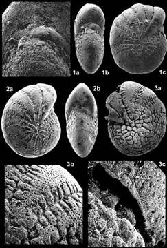 Image of Fissoelphidium operculiferum Smout 1955