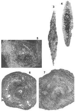 Image of Lepidorbitoides minor (Schlumberger 1902)