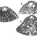 Mesorbitolina texana (Roemer 1849) resmi