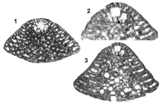 Imagem de Mesorbitolina texana (Roemer 1849)