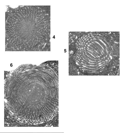 Image of Multispirina iranensis Reichel 1947