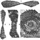 Image of Omphalocyclus macroporus (Lamarck 1816)