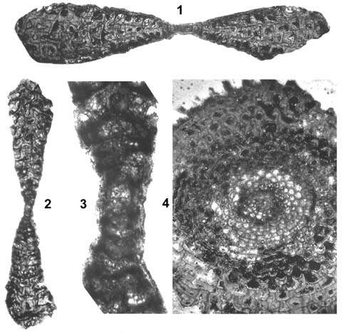 Image of Omphalocyclus macroporus (Lamarck 1816)