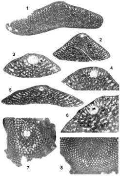 Image of Palorbitolina lenticularis (Blumenbach 1805)