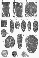 Слика од Socotraina serpentina Banner, Whittaker, Boudagher-Fadel & Samuel 1997