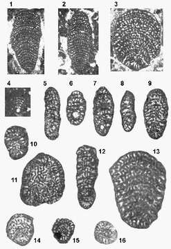 Image of Socotraina serpentina Banner, Whittaker, Boudagher-Fadel & Samuel 1997