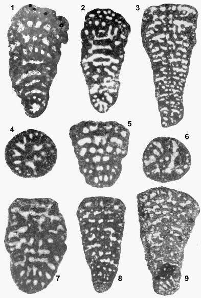 Image of Trochamijiella gollesstanehi Athersuch, Banner & Simmons 1992