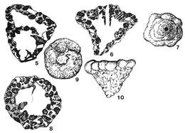 Image of Pityusina conica Rangheard & Colom 1967