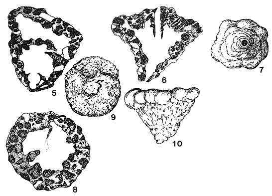 Image of Pityusina conica Rangheard & Colom 1967