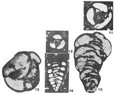 Слика од Praechrysalidina infracretacea Luperto Sinni 1979