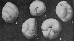 Слика од Ataxophragmium variabile (d'Orbigny 1840)