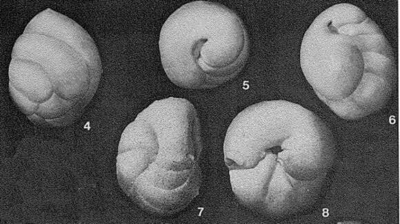 Image of Ataxophragmium variabile (d'Orbigny 1840)