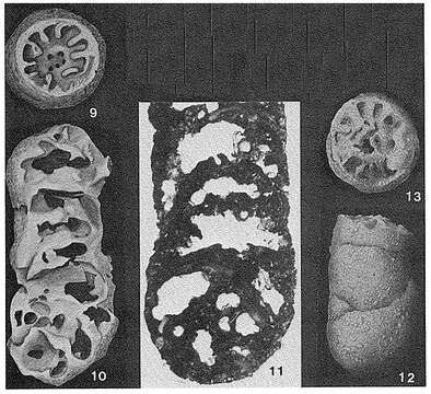 Image of Coprolithina subcylindrica Marie 1941