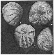 Image of Pernerina depressa (Perner 1892)